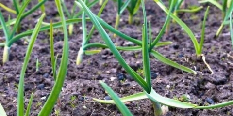 Kako prihraniti bijeli luk u maju da ne požuti